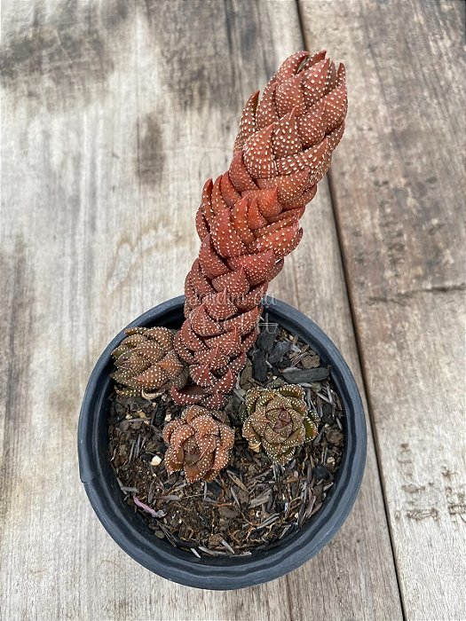 Haworthia pumila