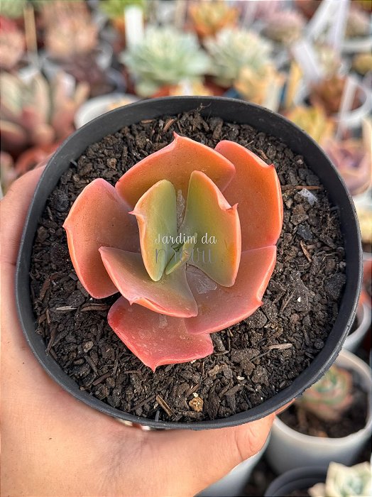 Echeveria Nikita (sem raiz)