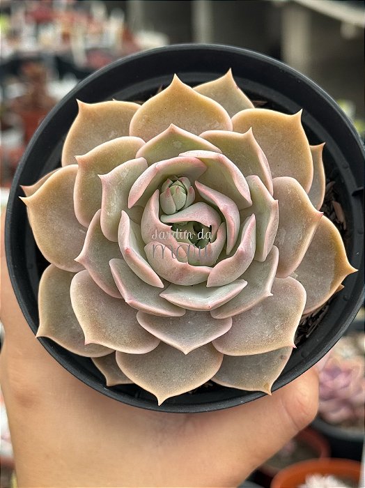 Echeveria lótus G