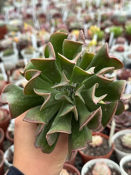 Echeveria dark vader