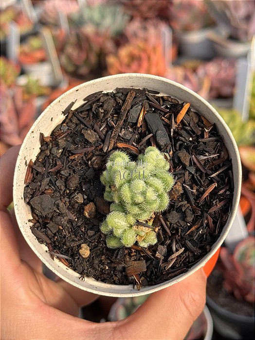 Sedum mocinianum