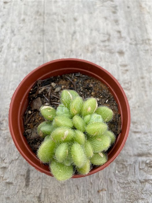 Sedum mocinianum