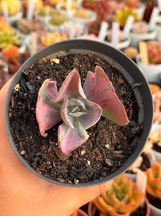 Echeveria pharaoh gorditta variegata