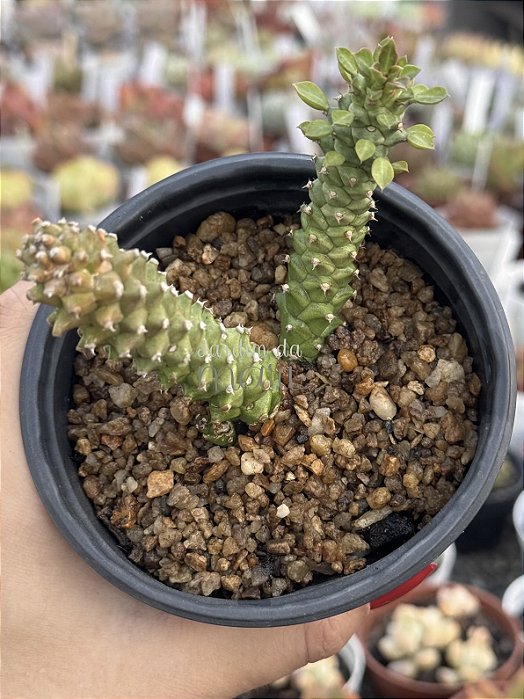 Euphorbia monadenium ritchiei