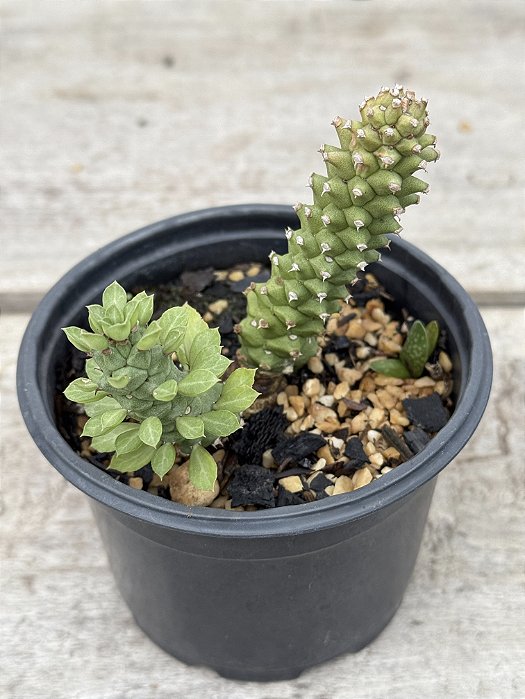 Euphorbia monadenium ritchiei
