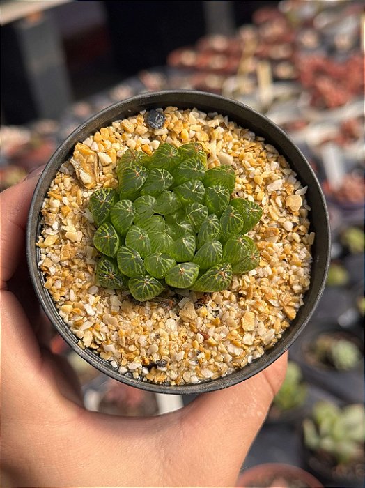 Haworthia cooperi picturata