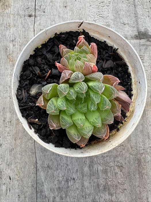 Haworthia cooperi picturata