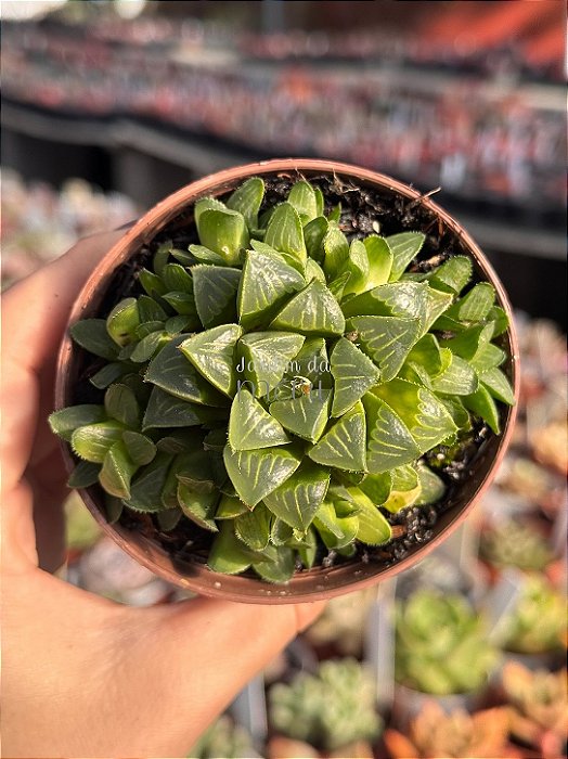 Haworthia retusa