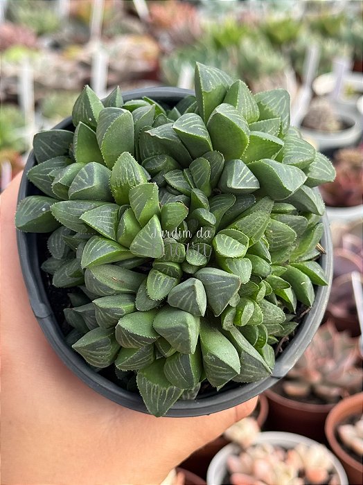 Haworthia retusa (colônia)