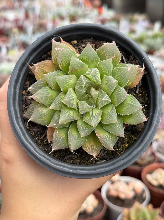 Haworthia cooperi var. pilifera