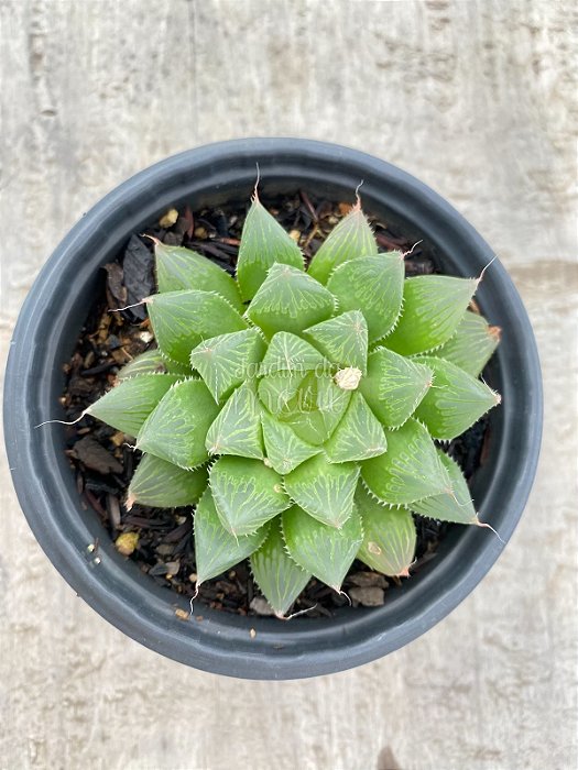 Haworthia cooperi var. pilifera
