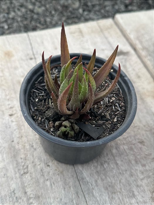 Haworthia ref 06