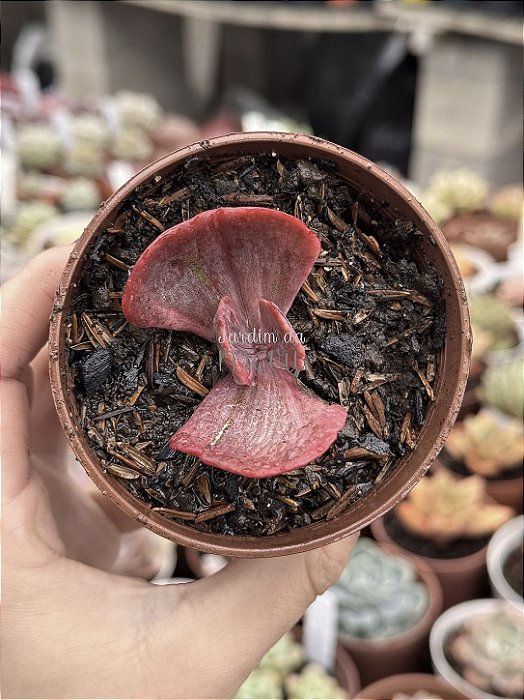 Echeveria red regis variegata