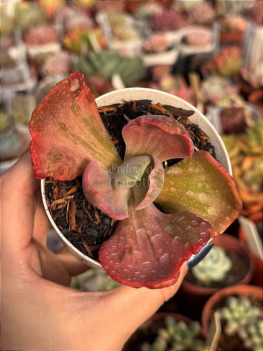 Echeveria red regis variegata (sem raiz)
