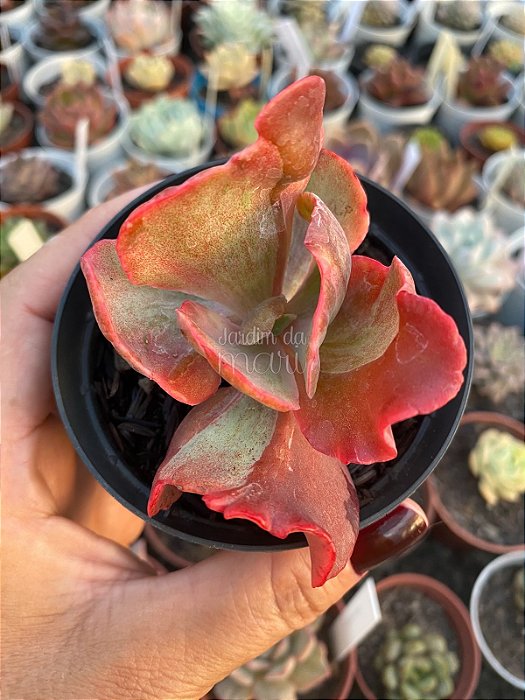 Echeveria red regis variegata