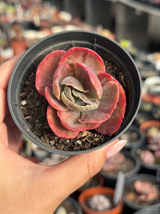 Echeveria red regis variegata
