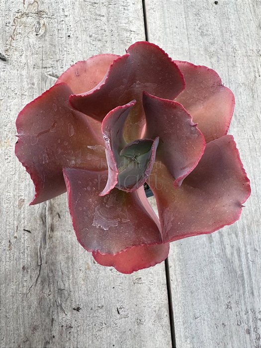 Echeveria neew 9