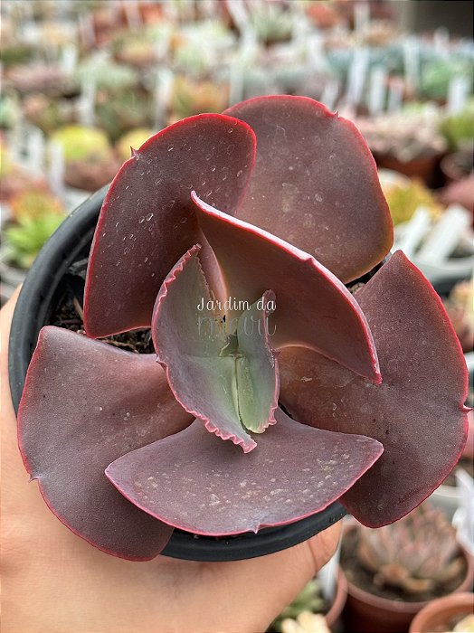 Echeveria neew 9