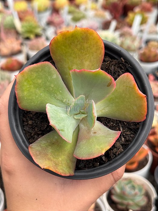 Echeveria Nei (híbrida de semente)