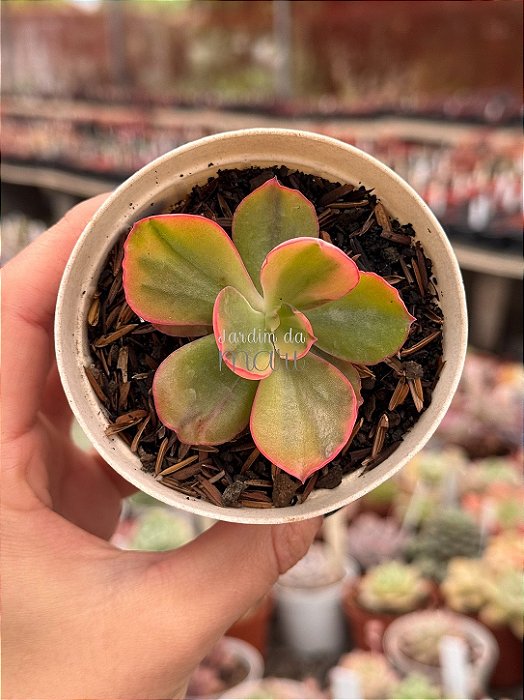 Echeveria sangue de boi variegata