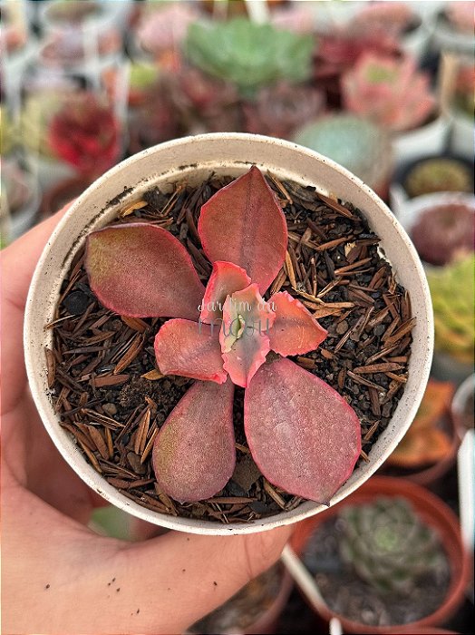 Echeveria sangue de boi variegata