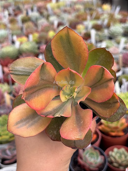 Echeveria sangue de boi