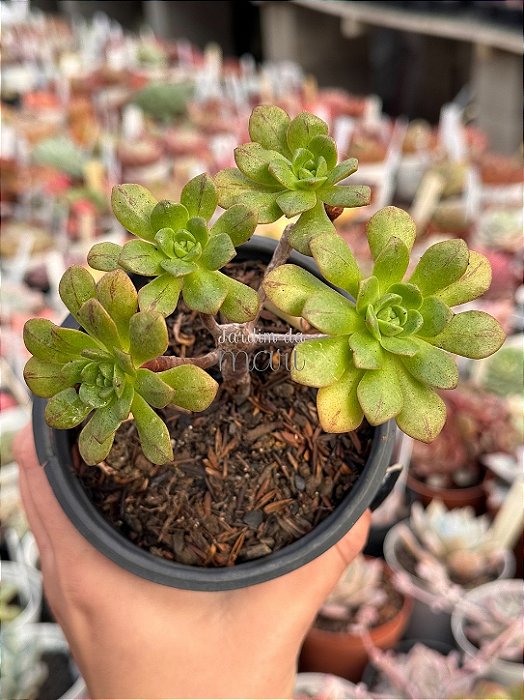 Aeonium occidentale