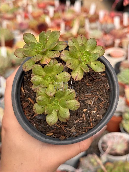 Aeonium occidentale