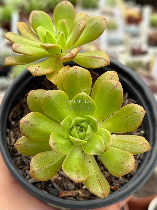 Aeonium occidentale