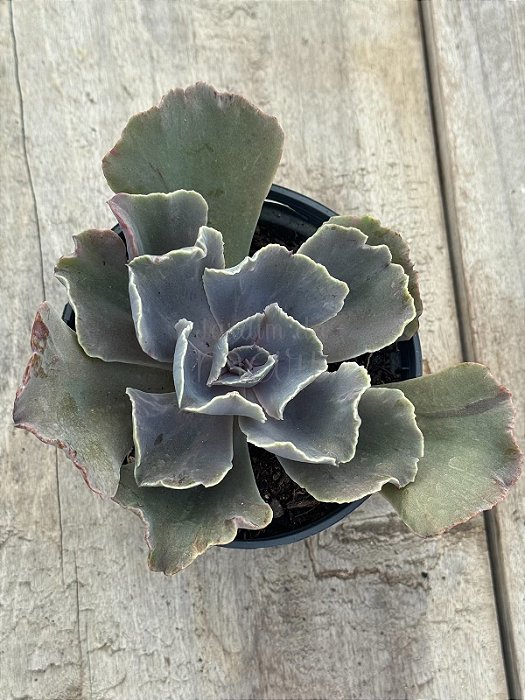 Echeveria nébula (sem raiz)