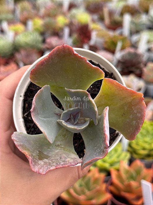 Echeveria nébula