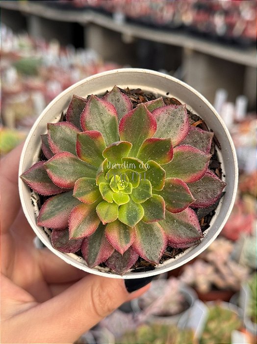 Aeonium halloween variegata