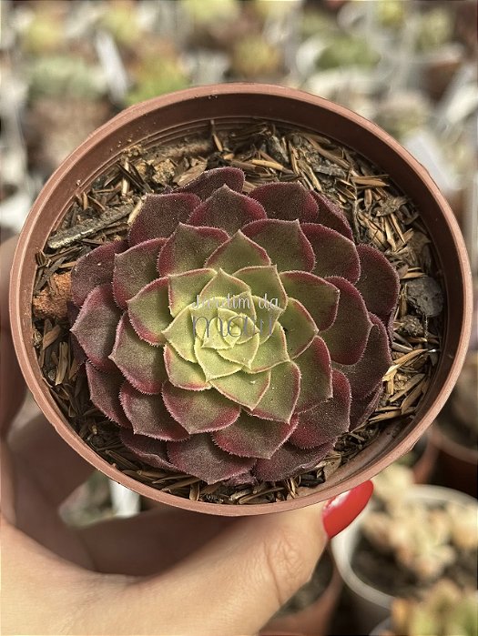 Aeonium halloween variegata (sem raiz)