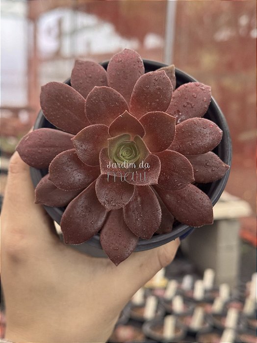 Aeonium rose