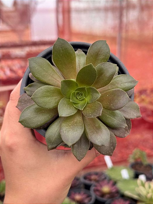 Aeonium rose