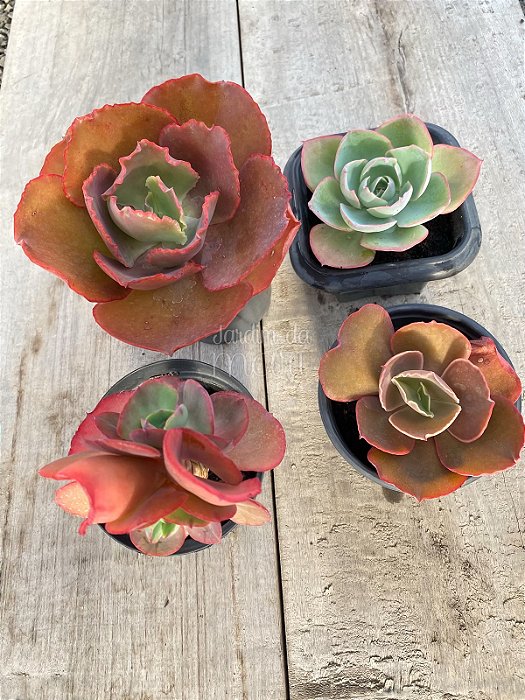 Echeveria Combo 7