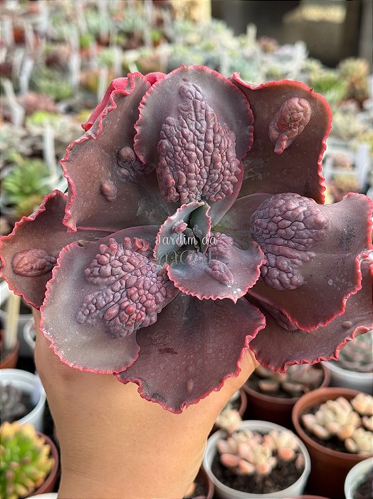 Echeveria momordica charanthia G (sem raiz)