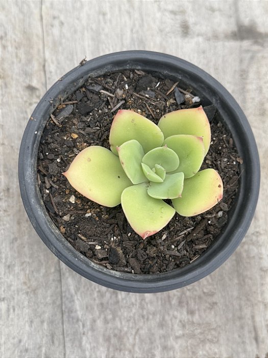 E. Big green