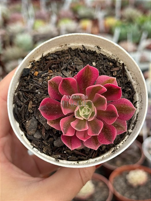 Aeonium sunrise variegata