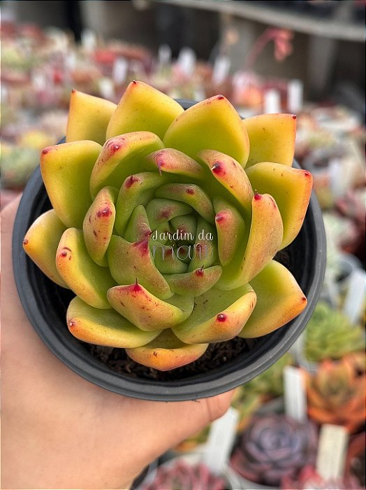 Echeveria agavoides híbrida
