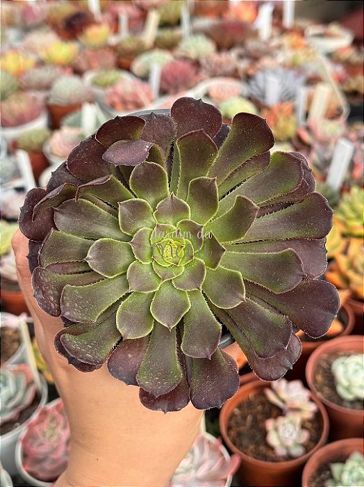 Aeonium ecstasy reverso (sem raiz)