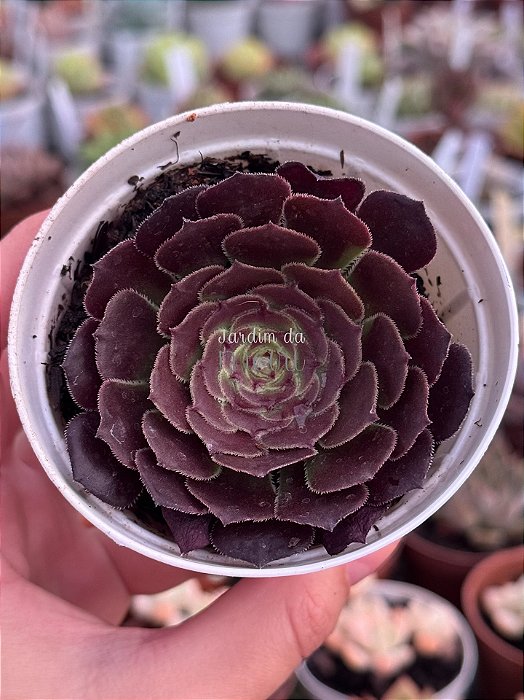 Aeonium ecstasy reverso