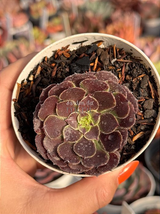 Aeonium ecstasy reverso