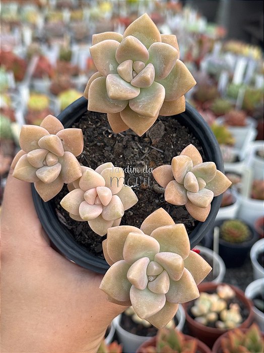 Graptopetalum victor kane (mix)
