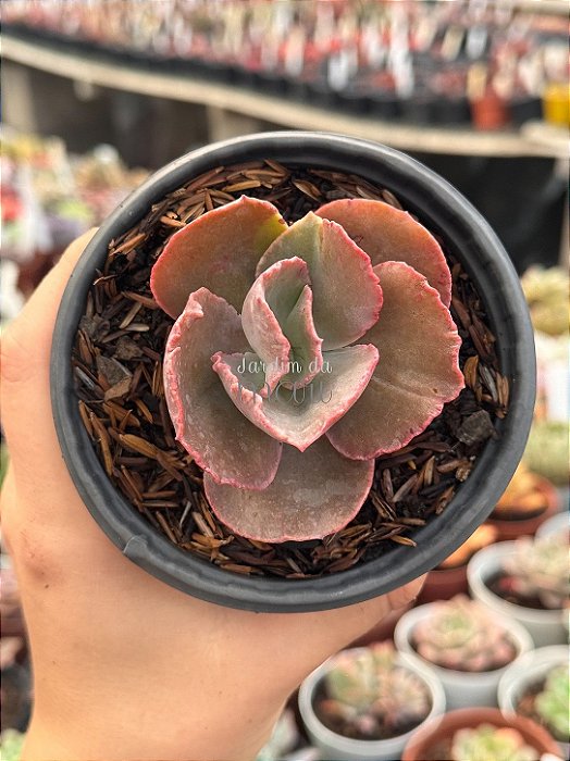 Echeveria midori monstruosa