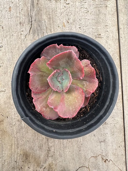Echeveria midori monstruosa