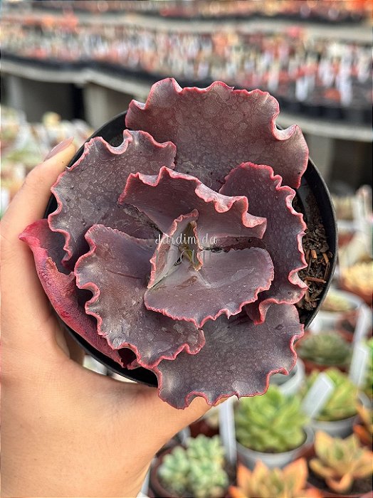 Echeveria pluto (importada)