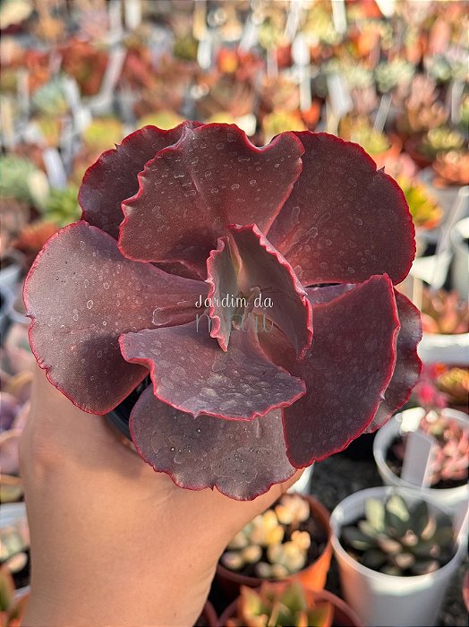 Echeveria pluto (importada)