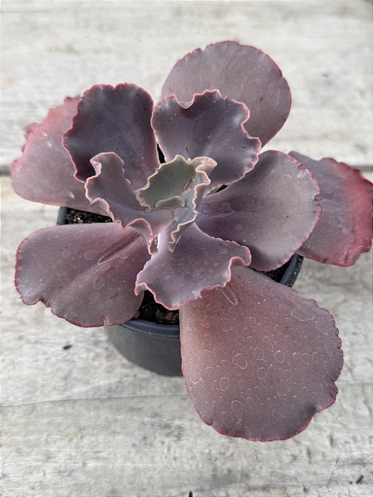 Echeveria pluto (corte sem raiz)
