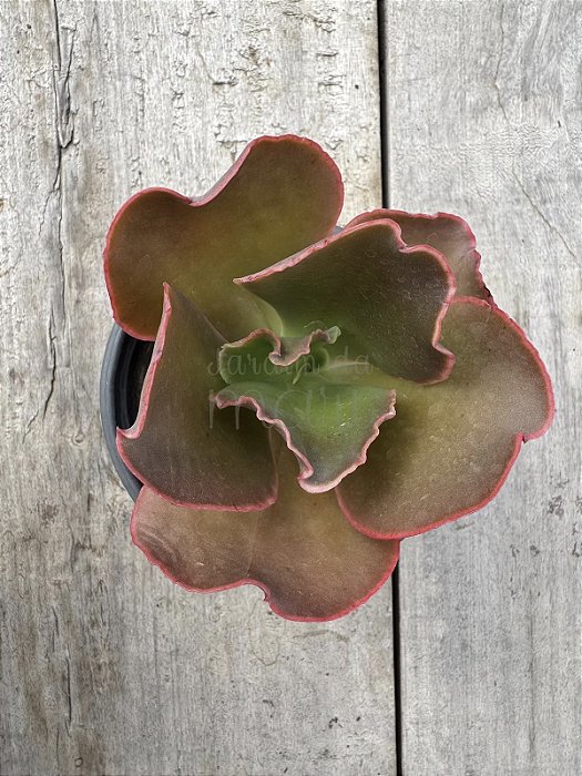 Echeveria oxford (sem raiz)